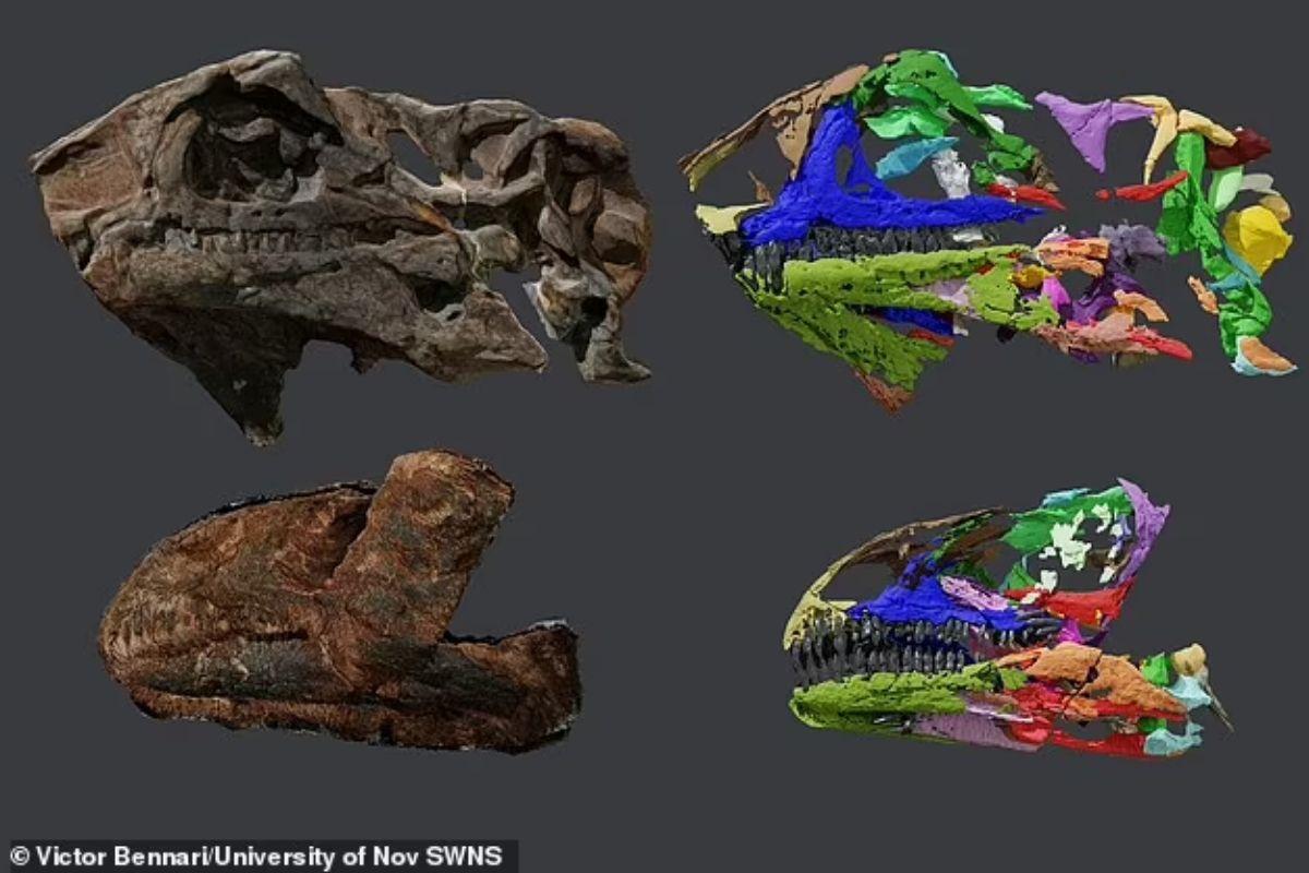 Os crânios foram encontrados em 1990, mas só foram completamente estudados atualmente