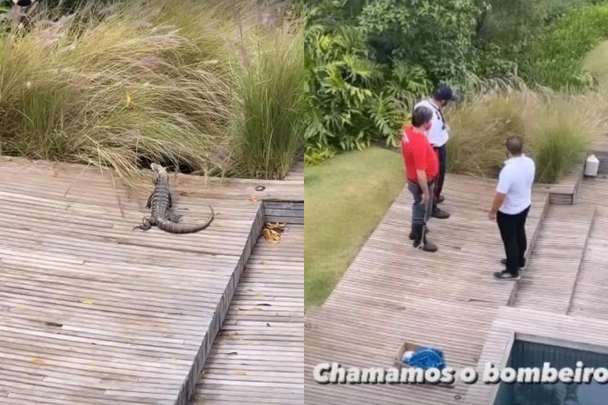 O jacaré entrou na parte externa da casa de Marcos Mion