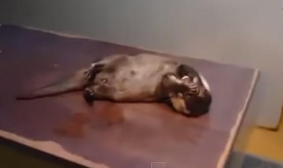 Amimais que agem como cachorrinhos