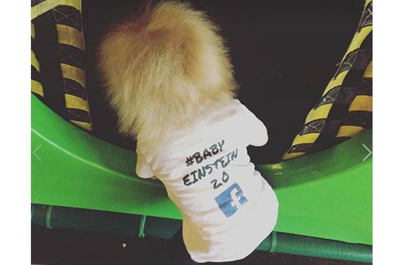 (Foto: reprodução do Facebook / Baby Einstein 2.0)