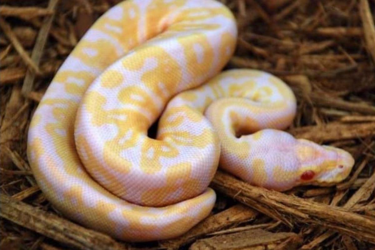 A moradora da casa chegou a pensar que ao invés de uma obra, fosse um tubo plástico (Foto: Reprodução/Pinterest)