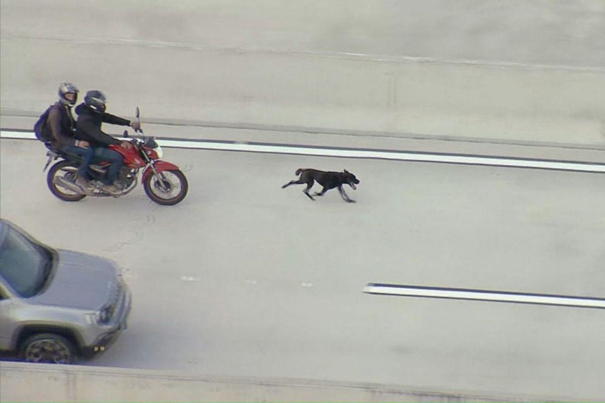 Cachorros invadem Ponte Niterói