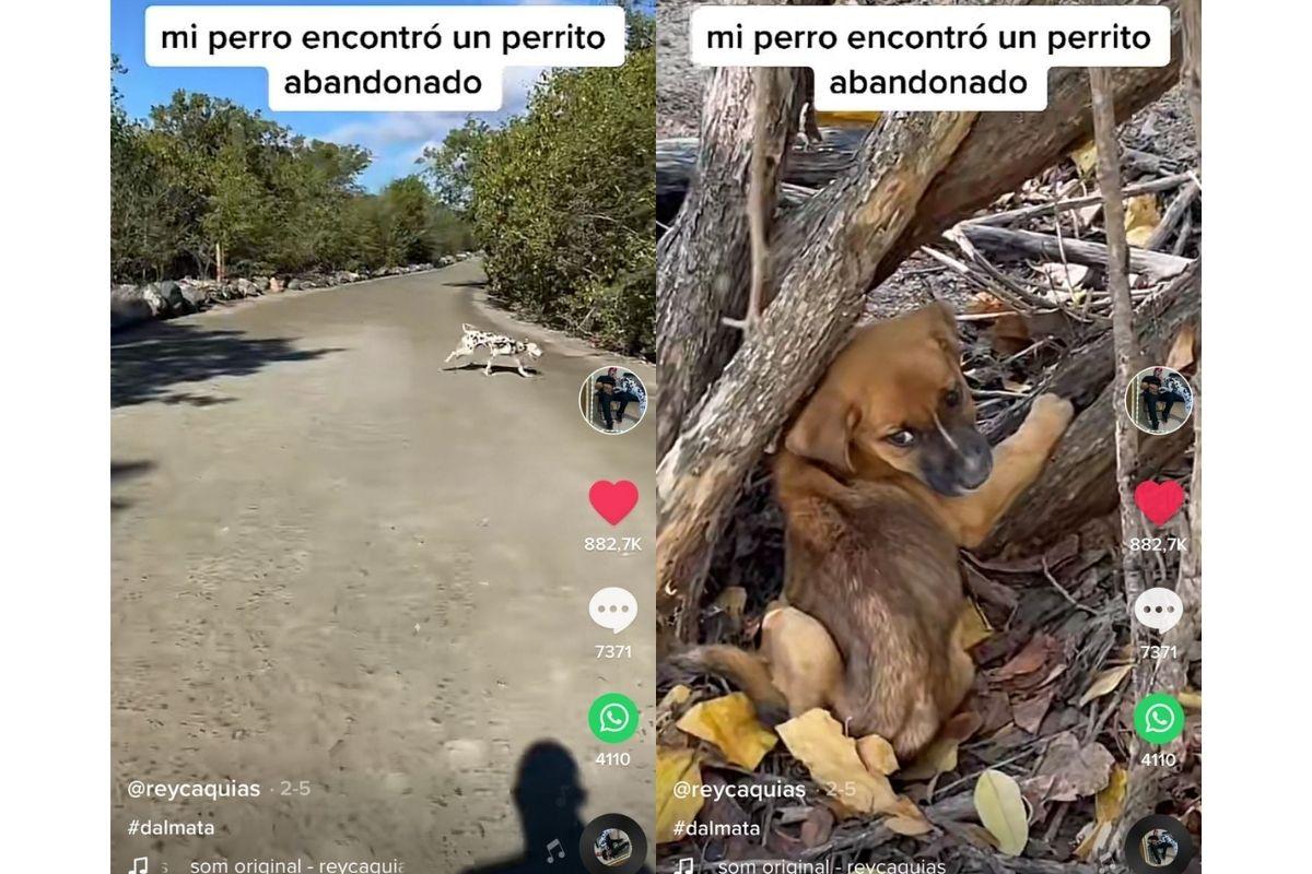 Momento que dálmata procura filhote na floresta dos EUA