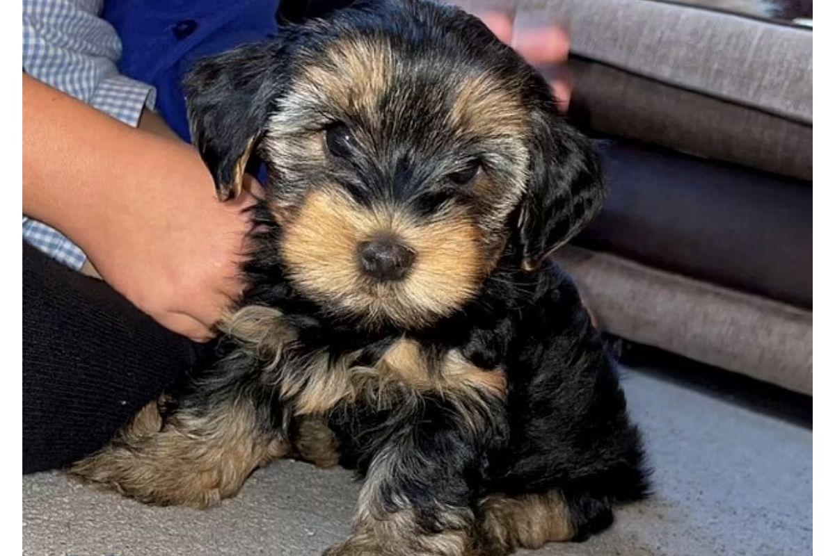 Esmae ainda não escolheu o nome do seu novo amigo