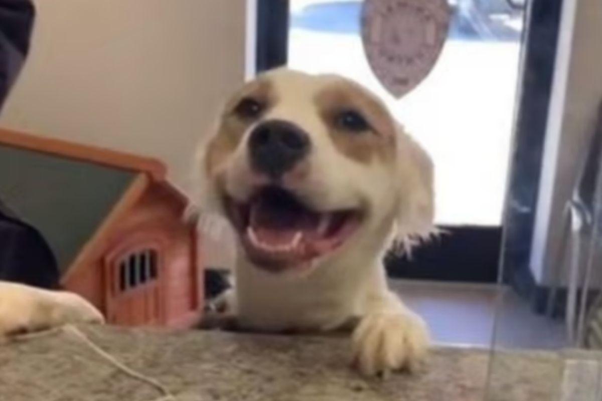 Os cachorros se comunicam com os donos através da expressão