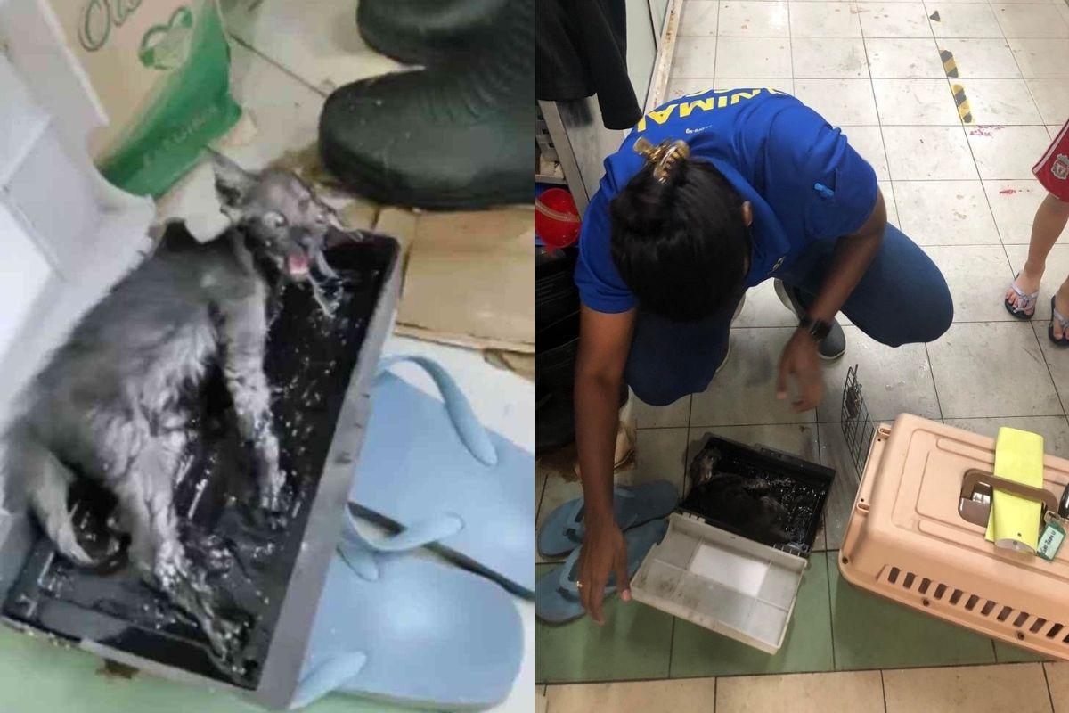 O gato foi resgatado pela ONG e está sendo cuidado