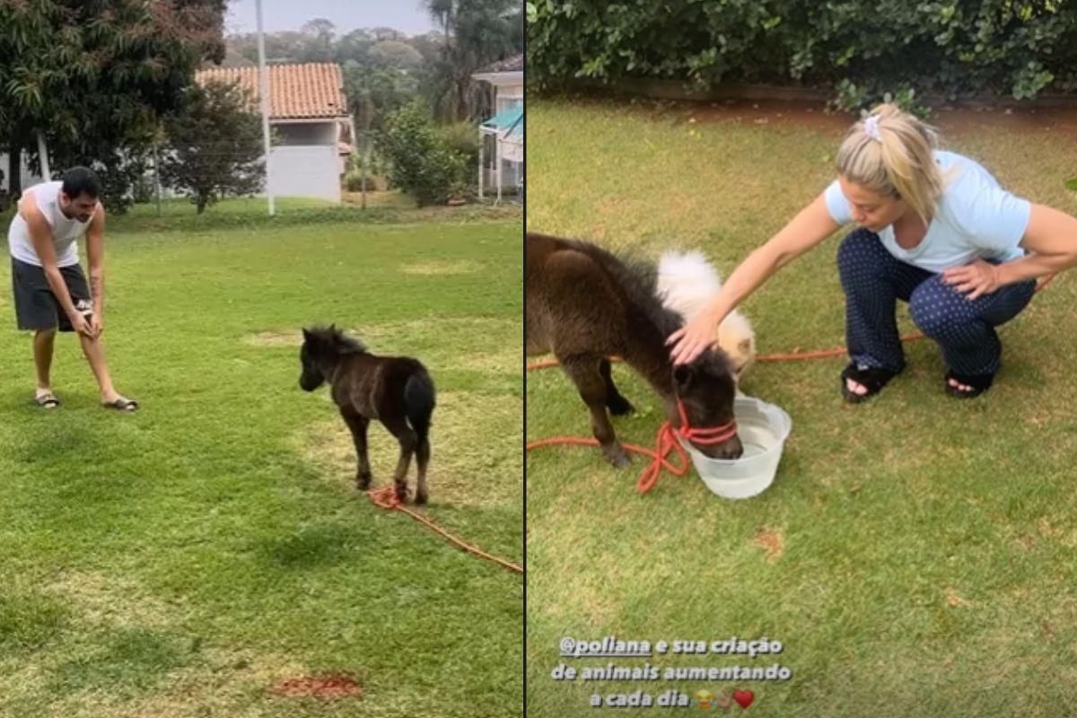 Põnei de Maria Alice