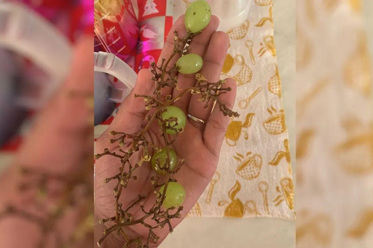 Menina que morreu engasgada com uva, criança morre engasgada com uva, Alice Emanuelli Pereira Bacelar