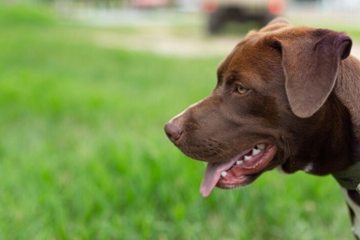 Que perigo! Mãe e filho são atacados por Pitbull dentro de petshop