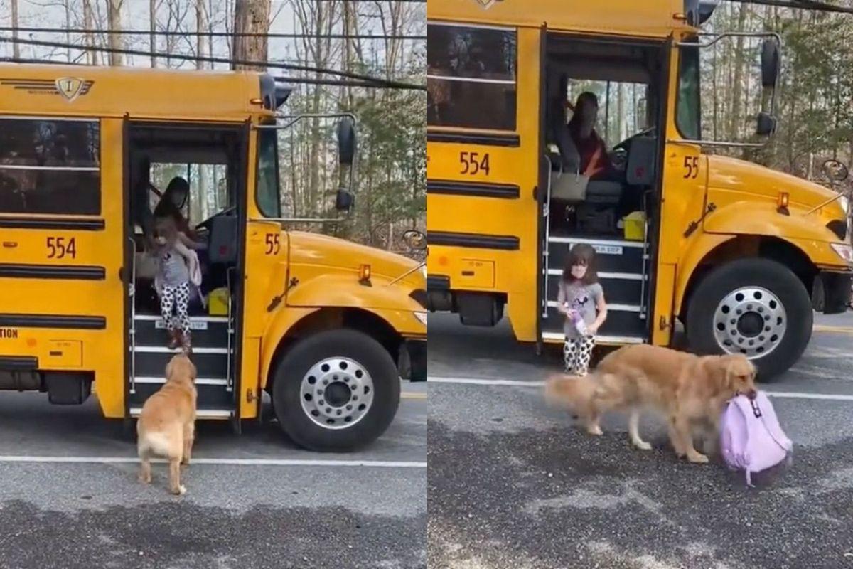 O golden retriever ajuda a menina todos os dias carregando a mochila dela