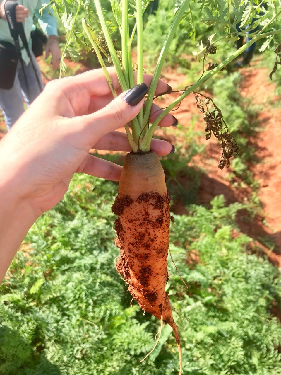 No sítio do Lourival Fernandes, pudemos ver de perto a plantação de cenouras que entram na receita das papinhas (Foto: Jennifer Detlinger)