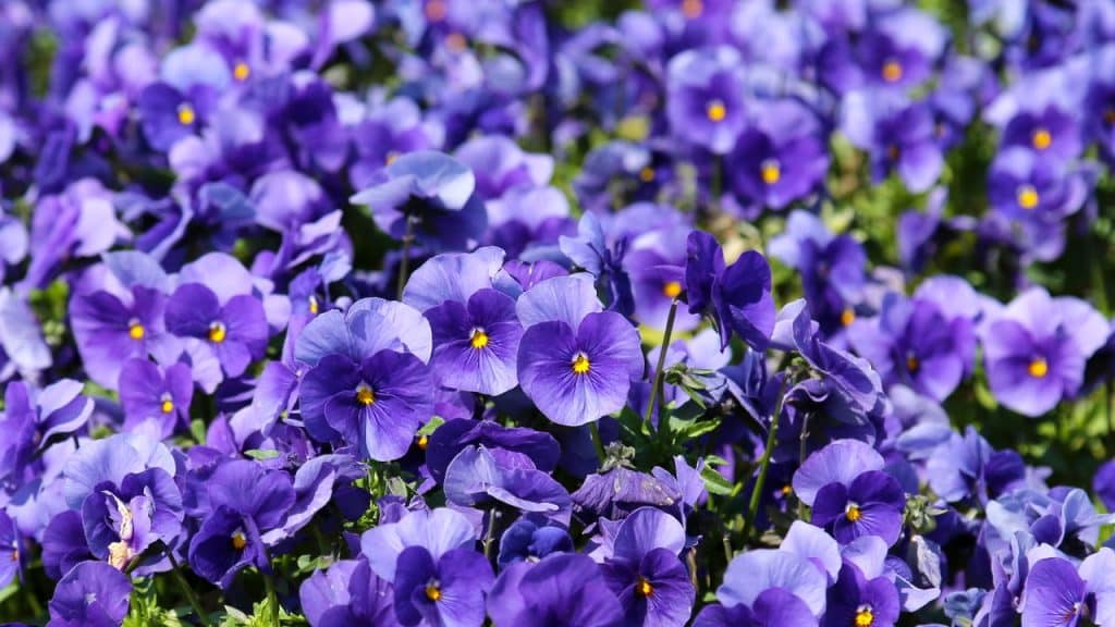 Amor-perfeito, de arranjos florais a ingrediente culinário