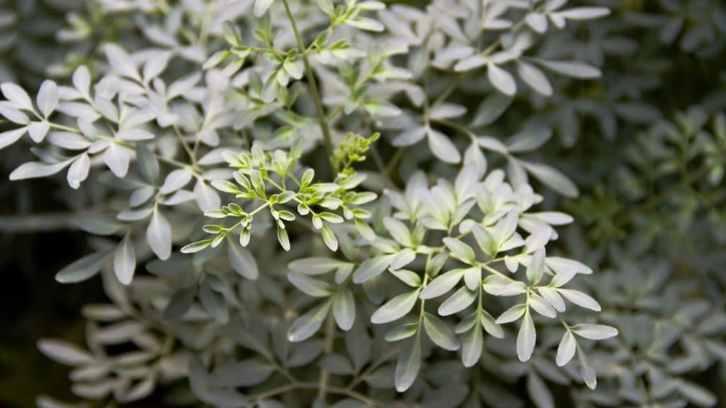 Arruda no jardim, como cultivá-la e aproveitar seus benefícios