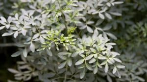 Arruda no jardim, como cultivá-la e aproveitar seus benefícios