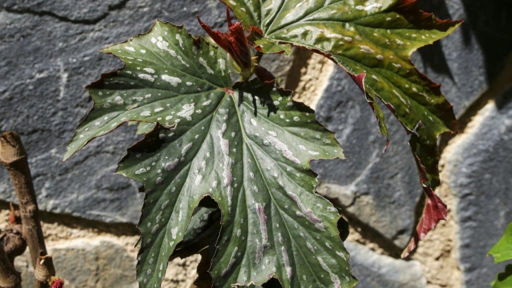 Beleza da Begônia Asa-de-Anjo, cuidados e manutenção