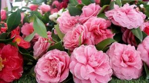 A beleza encantadora da flor Camélia