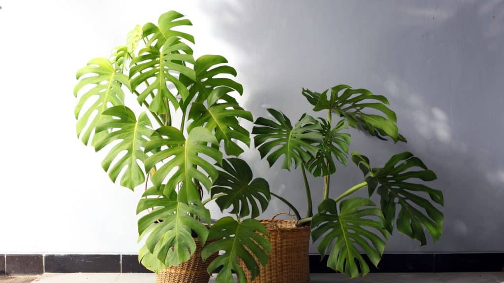 Costela-de-Adão, a queridinha da decoração moderna