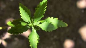 Mastruz, como cultivar e aproveitar seus benefícios