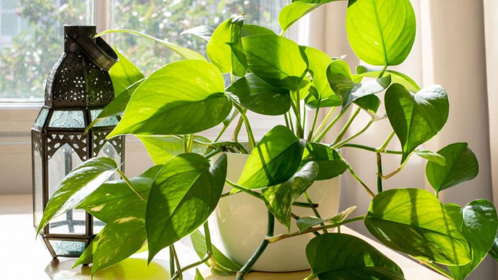 Plantas ornamentais para ambientes elegantes