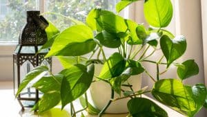 Plantas ornamentais para ambientes elegantes