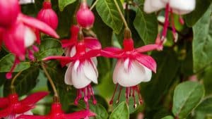 Aprenda a cultivar o Brinco de Princesa e crie um jardim vibrante