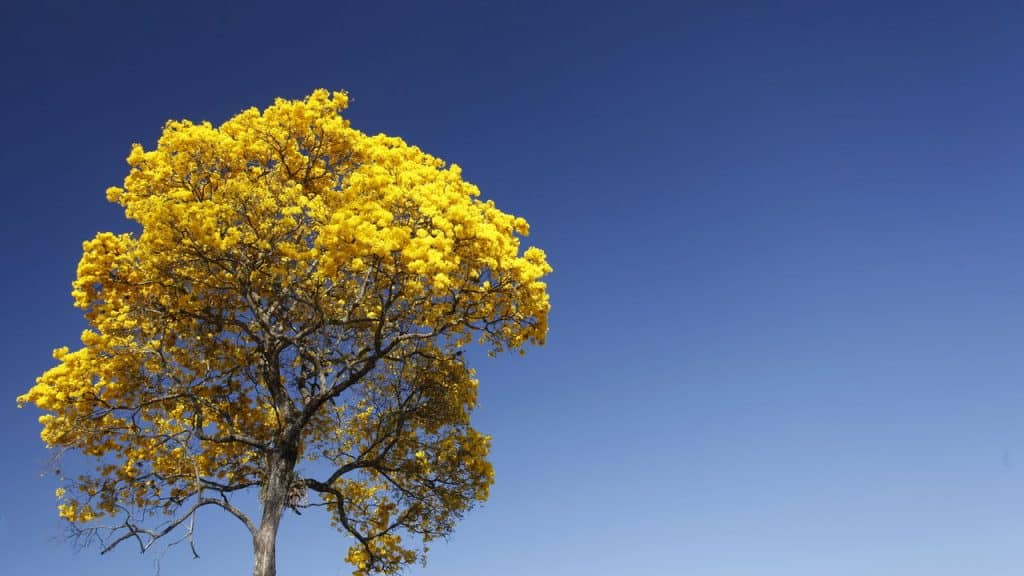 5 plantas nativas do Brasil para cultivar em casa