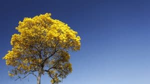 5 plantas nativas do Brasil para cultivar em casa