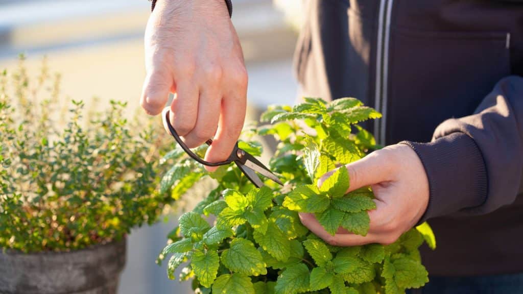 Melissa, uma planta múltipla para a saúde e o bem-estar