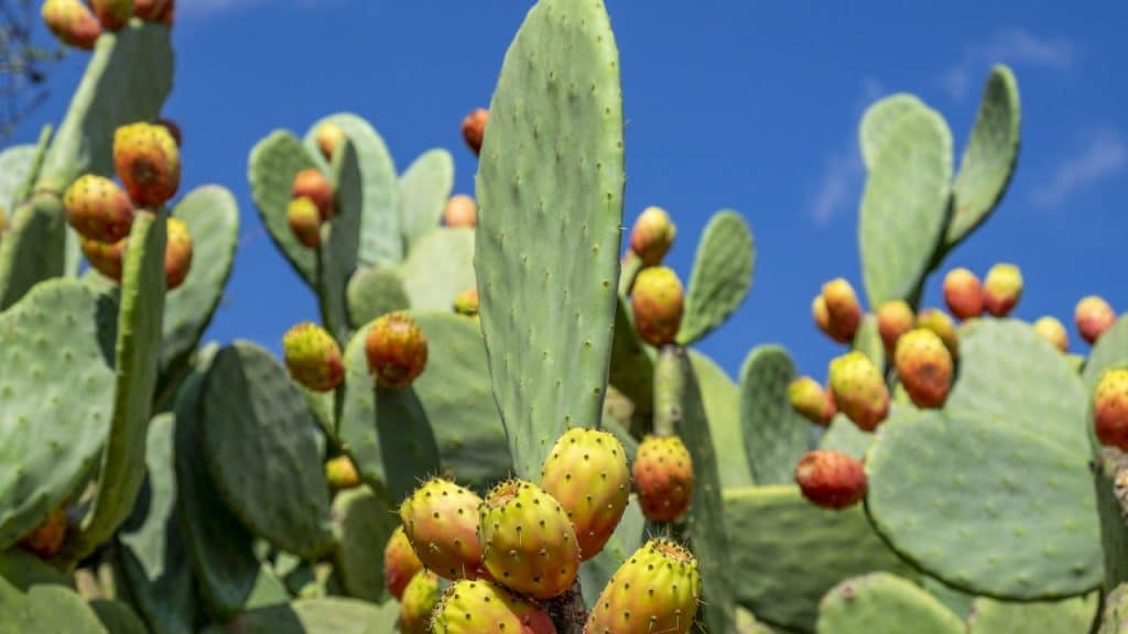 Opuntia ficus-indica, o poder nutracêutico de uma planta milenar