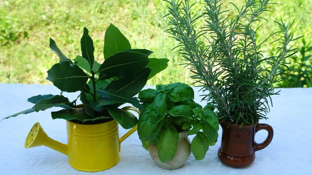 6 plantas que perfumam e repelem os insetos do seu jardim