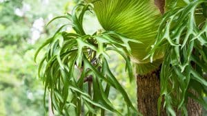 Chifre-de-veado, beleza escultural e facilidade no cultivo