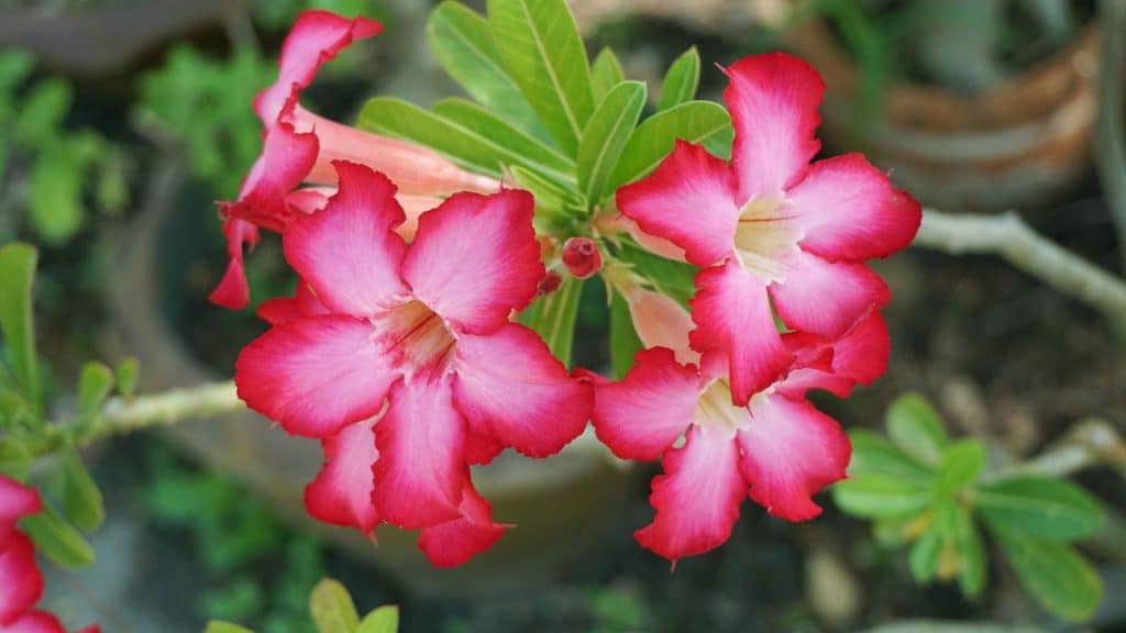 Desvendando a beleza da rosa-do-deserto, dicas de cuidado e cultivo