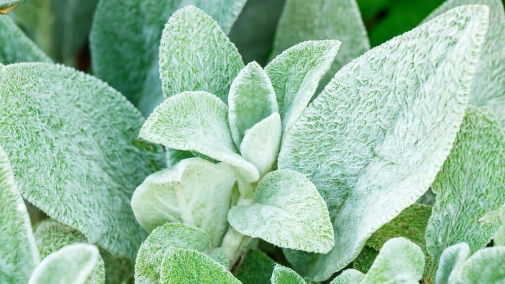 Conheça o Peixinho da horta, uma opção nutritiva e ecológica