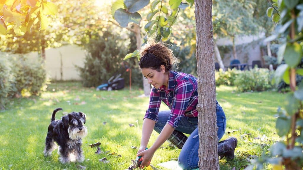 Conheça 5 plantas que são tóxicas para seus pets
