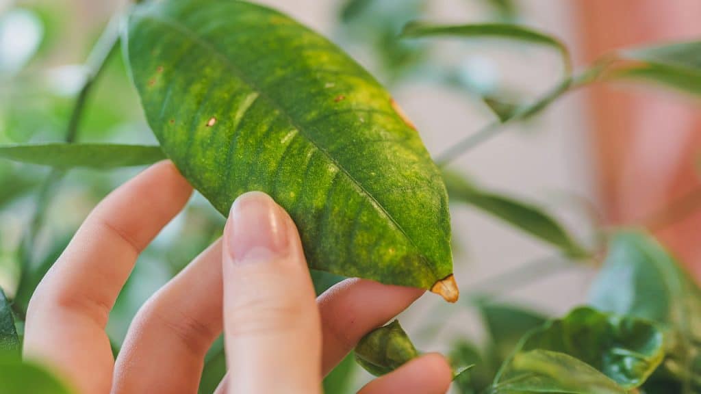 Diagnóstico das folhas, aprenda a identificar problemas nas plantas