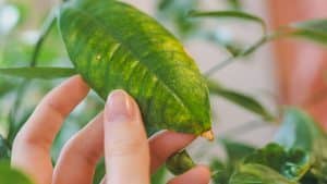 Diagnóstico das folhas, aprenda a identificar problemas nas plantas