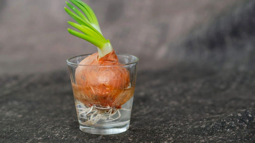 Jardim em um copo! Plantas, flores e vegetais que germinam em água