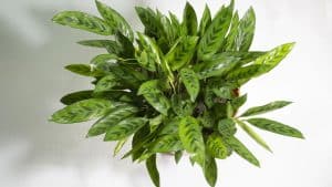 Maranta-Cascavel, o charme da natureza em cada folha