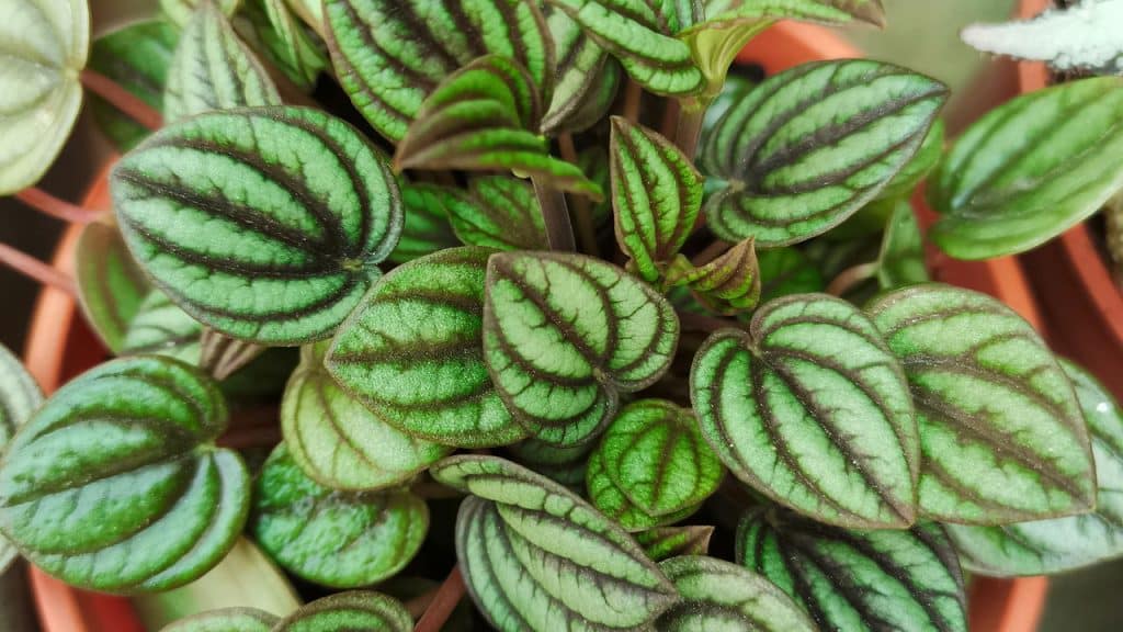 Descubra a Peperômia-Melancia, uma jóia tropical para o seu lar