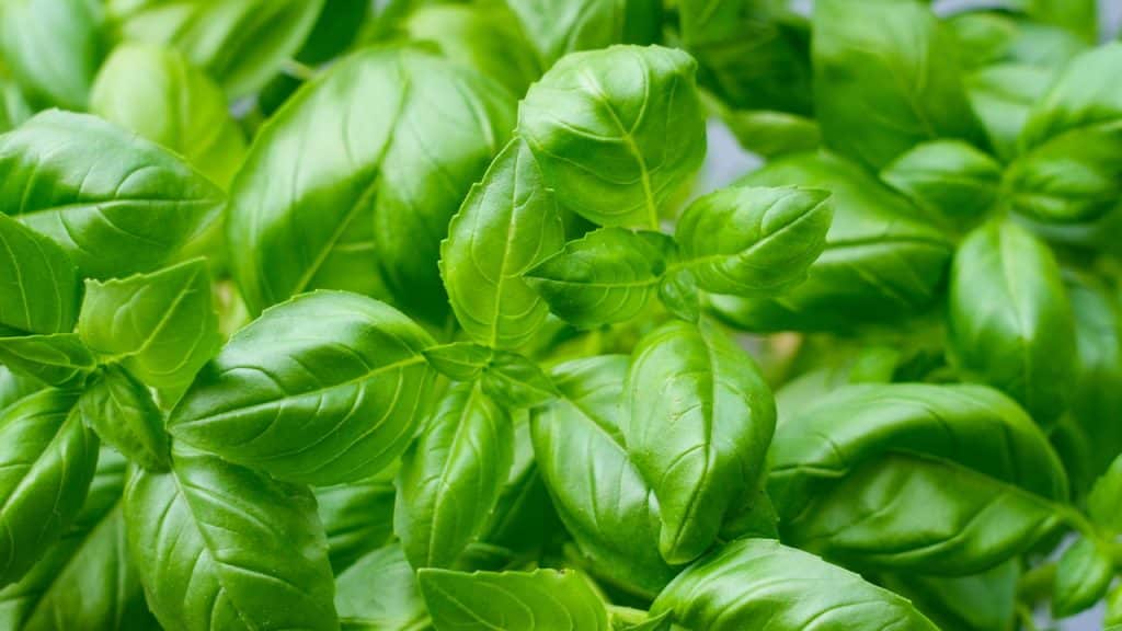 Manjericão fresco e nutritivo, veja como cultivar em casa