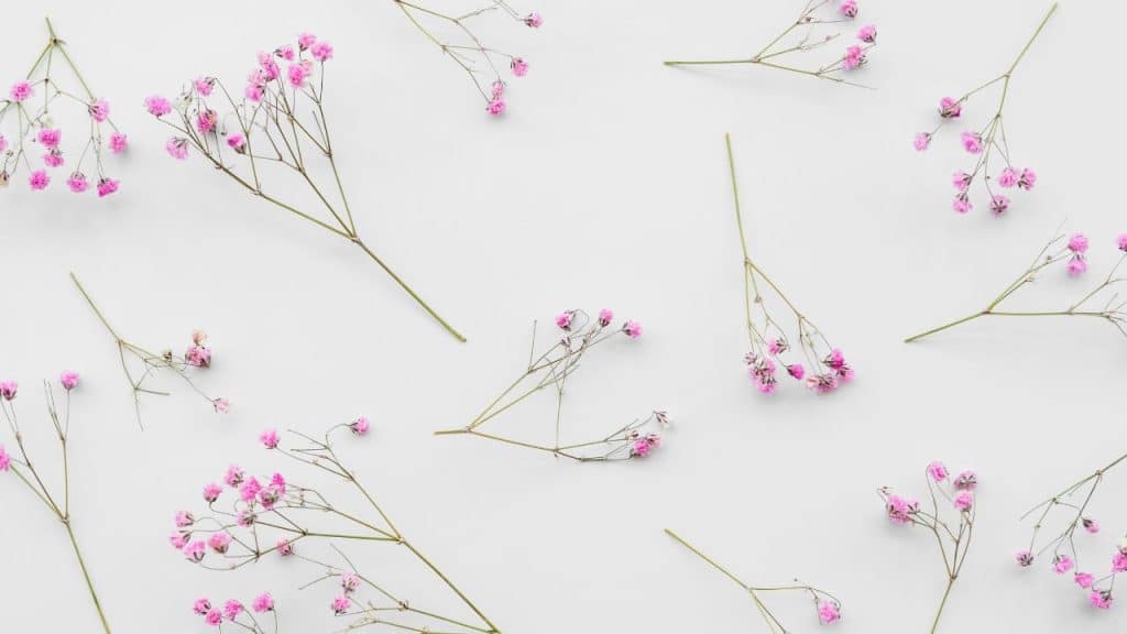 Pequenas flores rosadas em fundo branco simbolizando nomes de menina.