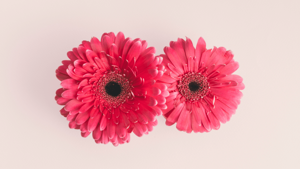 duas flores cor de rosa