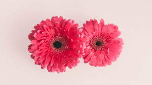 duas flores cor de rosa
