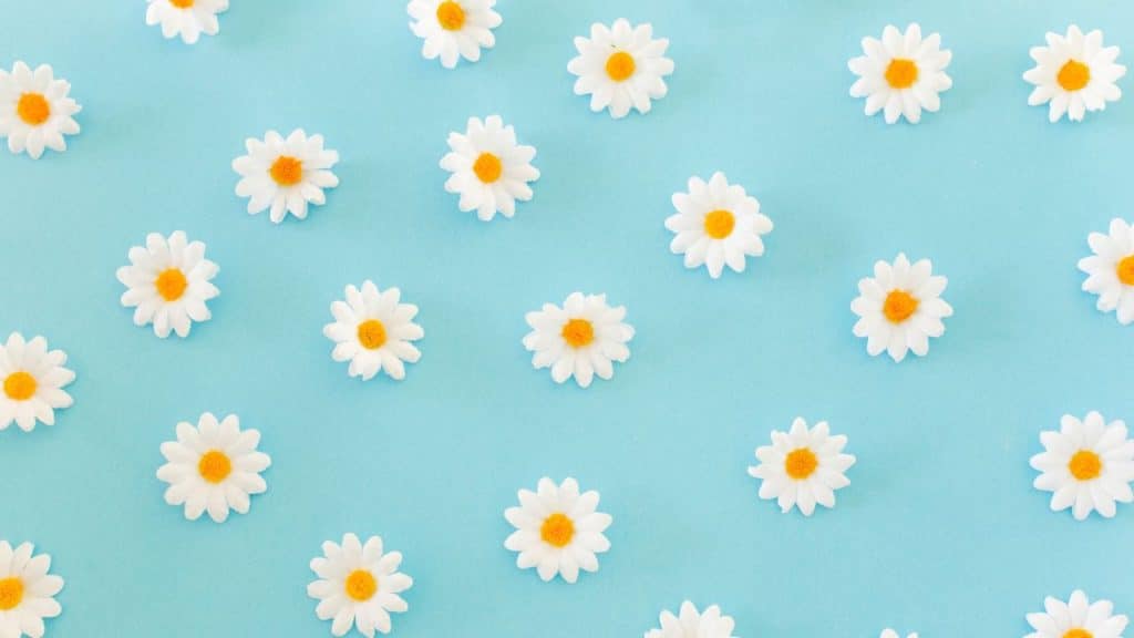 Flores em um fundo azul representando as alergias respiratórias da primavera.