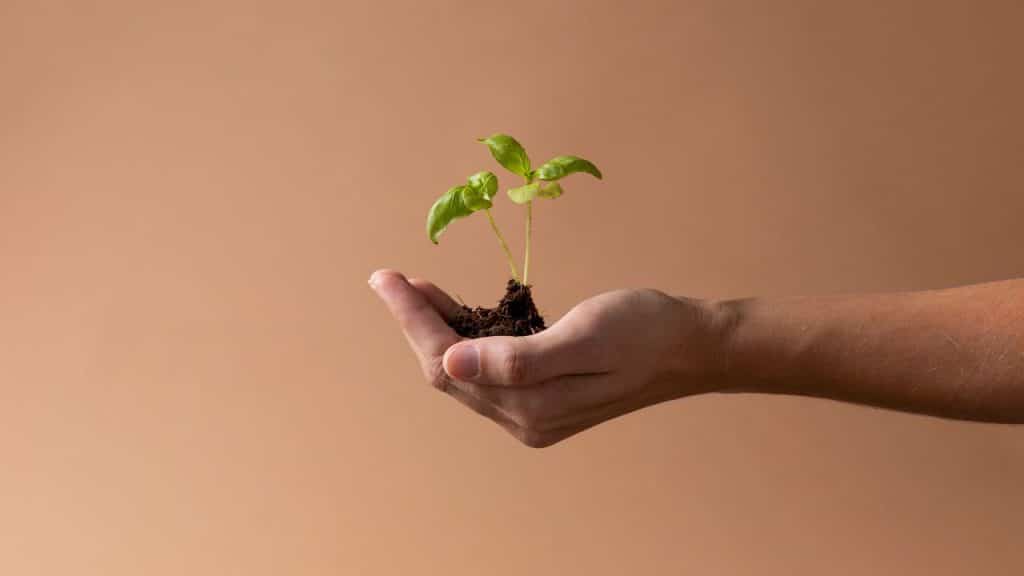 Pessoa segura um broto representando a barriga solidária.