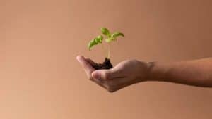 Pessoa segura um broto representando a barriga solidária.