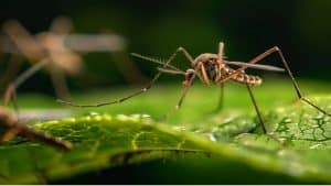 Mosquito em cima de uma folha verde.