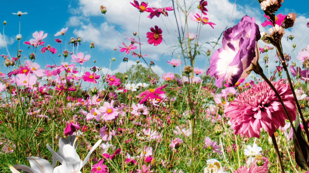 Flores com folhas rosas