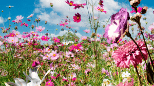 Flores com folhas rosas