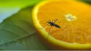 Moscas em cima de uma rodela de laranja, que está em uma folha.